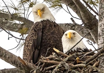 Bald eagle adults (NY62)