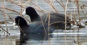 American coot