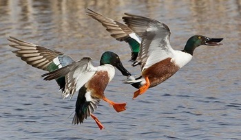Northern shovelers
