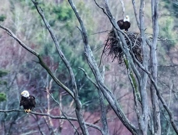 Bald eagles