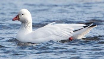 Ross's goose