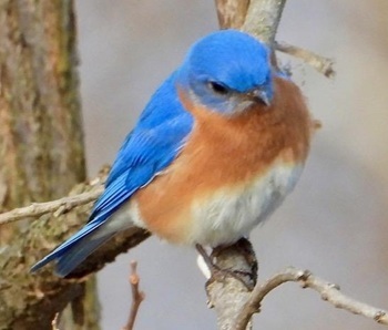 Eastern bluebird