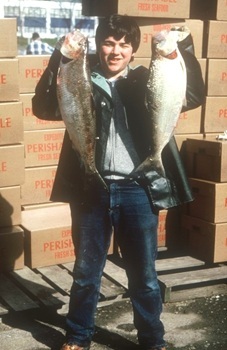 American shad