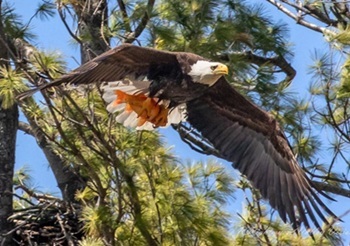 Bald eagle with goldfish