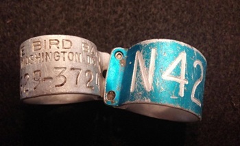 Bald eagle NY62 bands