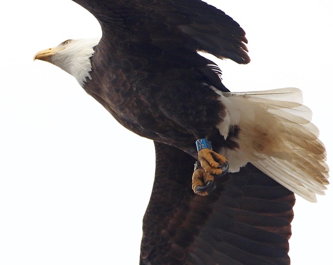 Bald Eagle photo from below showing two leg bands by Steve Sachs.