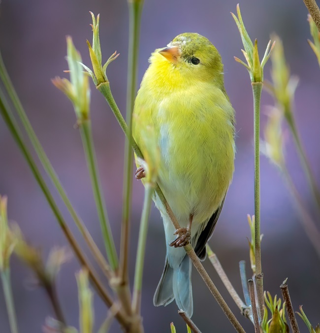 Photo of an American Goldfinch perched on a stem by Mary Ellen Staten.