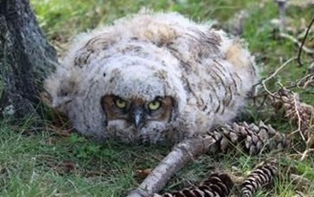 Great horned owl