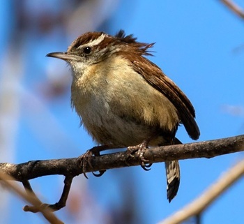 Carolina wren