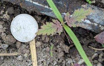 Japanese hops