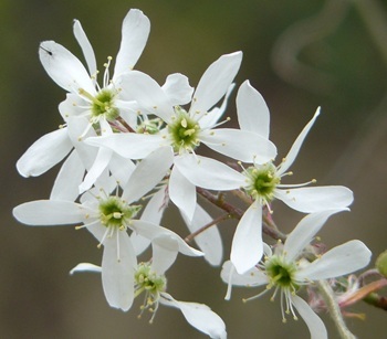 Shadbush