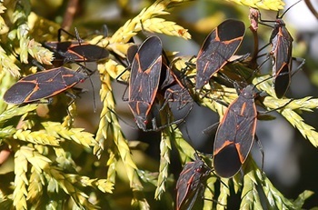 Boxelder nymphs