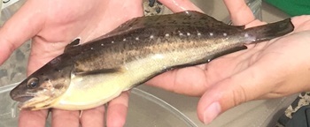 Spotted hake
