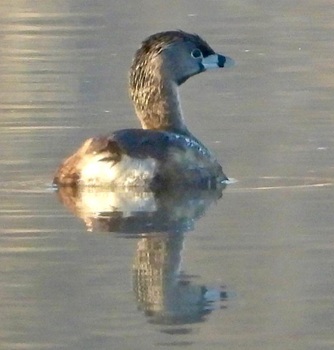 Pied-billed grebe