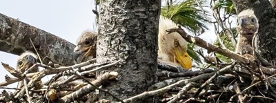 Bald eagle nestlings