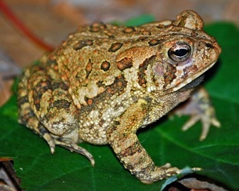American toad