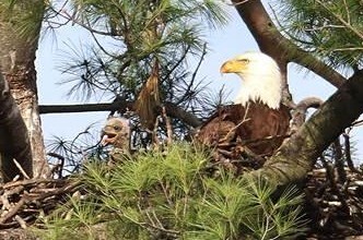 NY142 Bald eagle