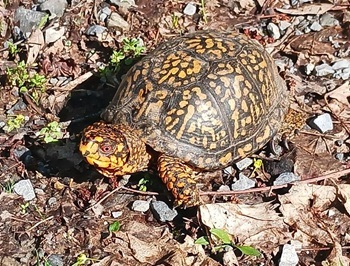 Eastern box turtle