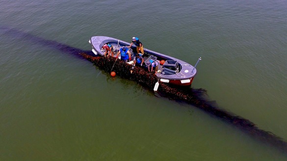 Sugar kelp monitoring and harvest in the East River in June 2025 by SUNY Maritime College and Stony Brook SoMAS. 