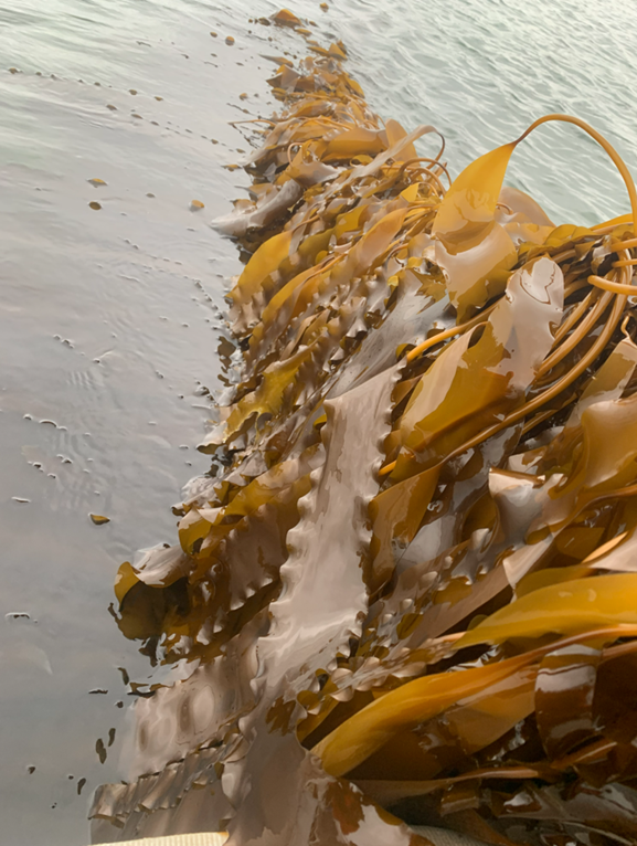 Sugar Kelp