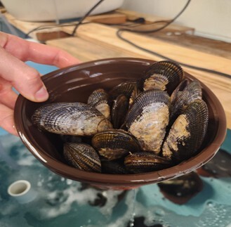 Ribbed Mussels