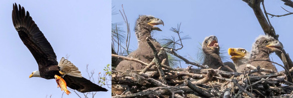 on left, an adult eagle holds onto a large goldfish. on the right, three young eagles wait for food in their nest