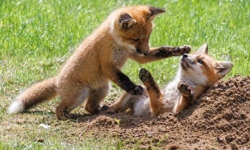 Red fox kits