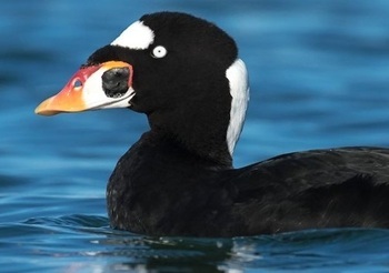 Surf scoter