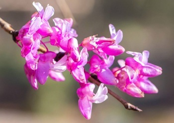 Eastern redbud