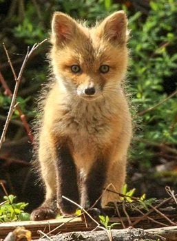 Red fox