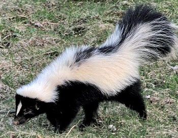 Striped skunk