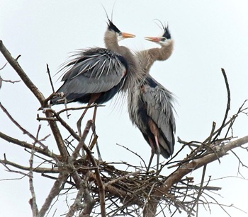 Great blue heron