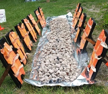 Public shad bakes (cooking shad, serving shad)