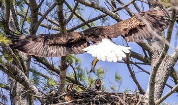 Bald eagles