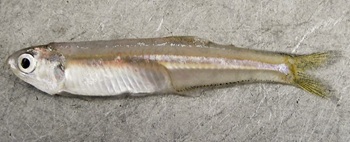 Bay anchovy