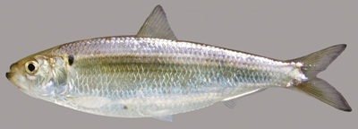 Blueback herring