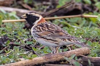 Lapland longspur