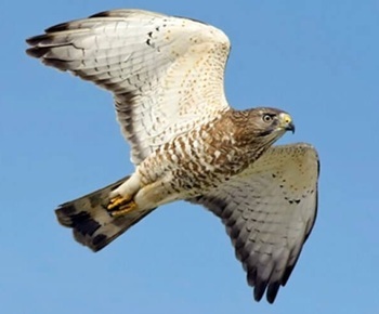 Broad-winged hawk