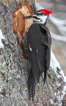 Pileated woodpecker