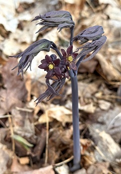 Blue cohosh