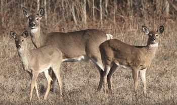White-tailed deer