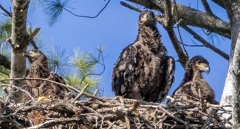 Bald eagles