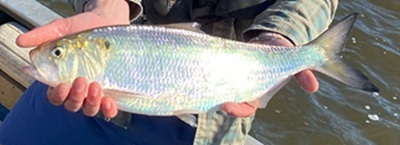 American shad
