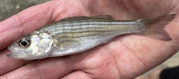 Striped bass