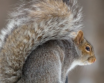 Gray squirrel