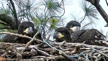 Bald eagles