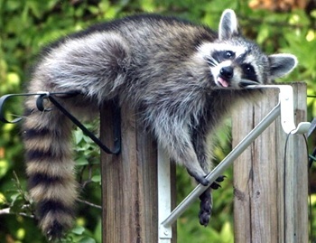 Raccoon