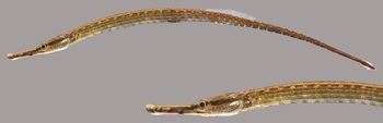 Northern pipefish