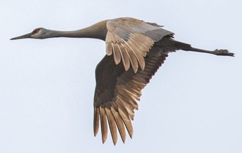 Sandhill crane