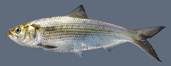 Hickory shad